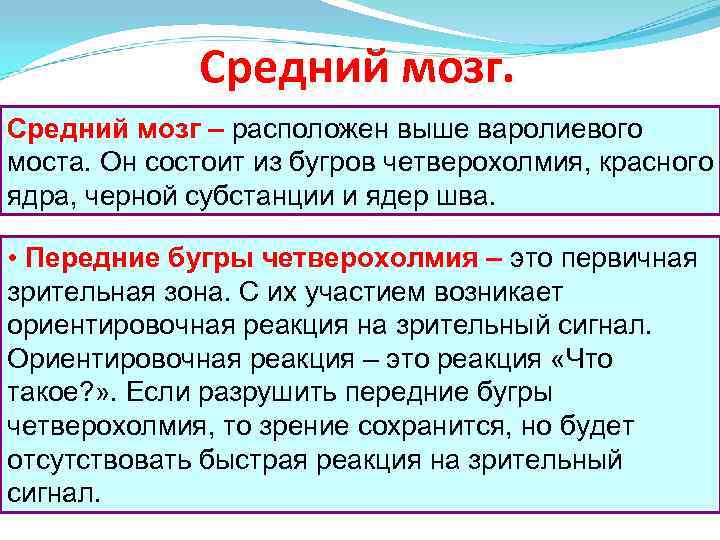 Средний мозг – расположен выше варолиевого моста. Он состоит из бугров четверохолмия, красного ядра,