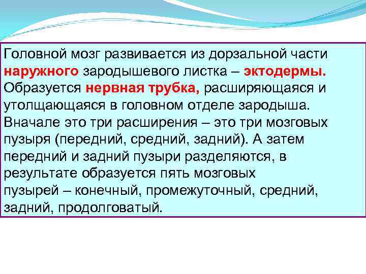 Головной мозг развивается из дорзальной части наружного зародышевого листка – эктодермы. Образуется нервная трубка,