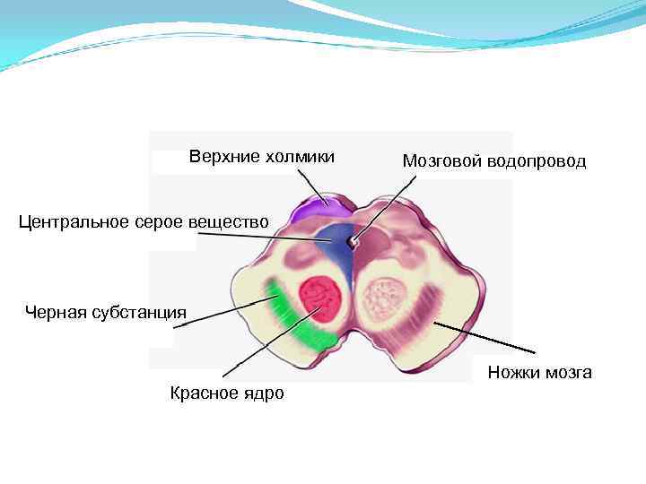 Верхние холмики Мозговой водопровод Центральное серое вещество Черная субстанция Ножки мозга Красное ядро 