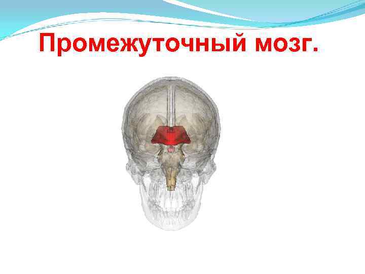 Промежуточный мозг. 