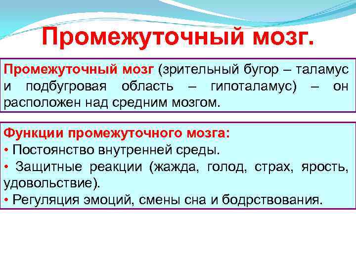 Промежуточный мозг (зрительный бугор – таламус и подбугровая область – гипоталамус) – он расположен