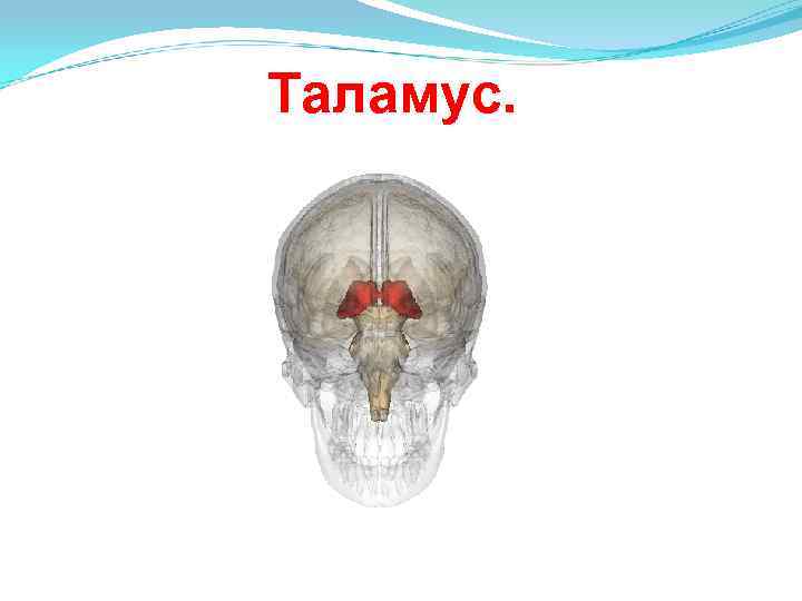Таламус. 