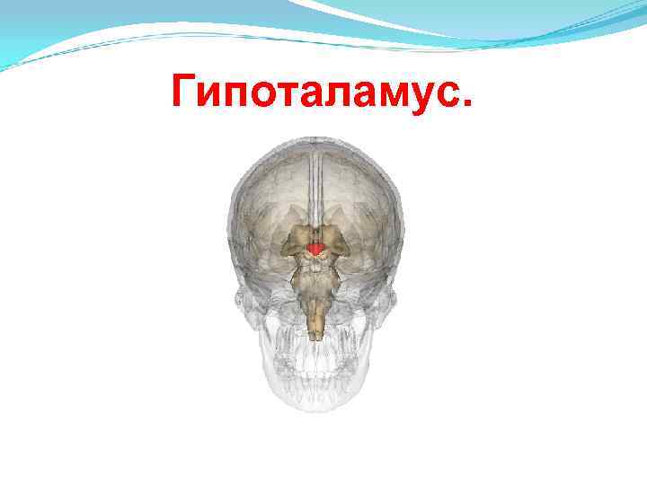Проникающая в полость черепа. Пленка между мозгом и черепом. Мозг в черепной коробке. Мозг расположен в черепе.
