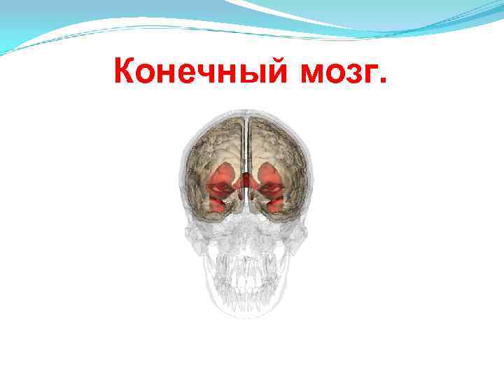 Конечный мозг. 