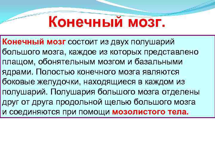 Конечный мозг состоит из двух полушарий большого мозга, каждое из которых представлено плащом, обонятельным