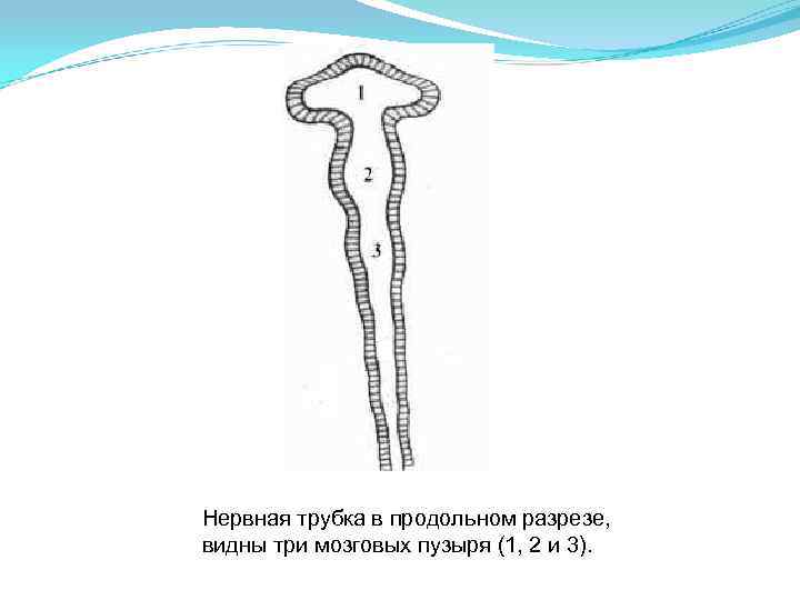 Нервная трубка. Нервная трубка в продольном разрезе. Зоны нервной трубки. Что развивается из нервной трубки.