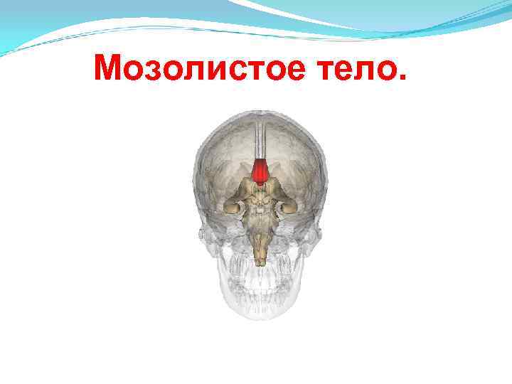 Проникающая в полость черепа. Мозолистое тело мозга. Зачем мозолистое тело.