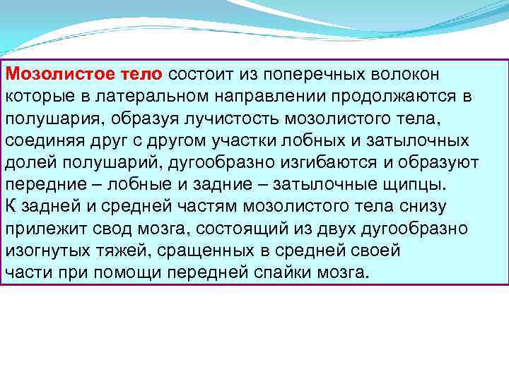 Мозолистое тело состоит из поперечных волокон которые в латеральном направлении продолжаются в полушария, образуя