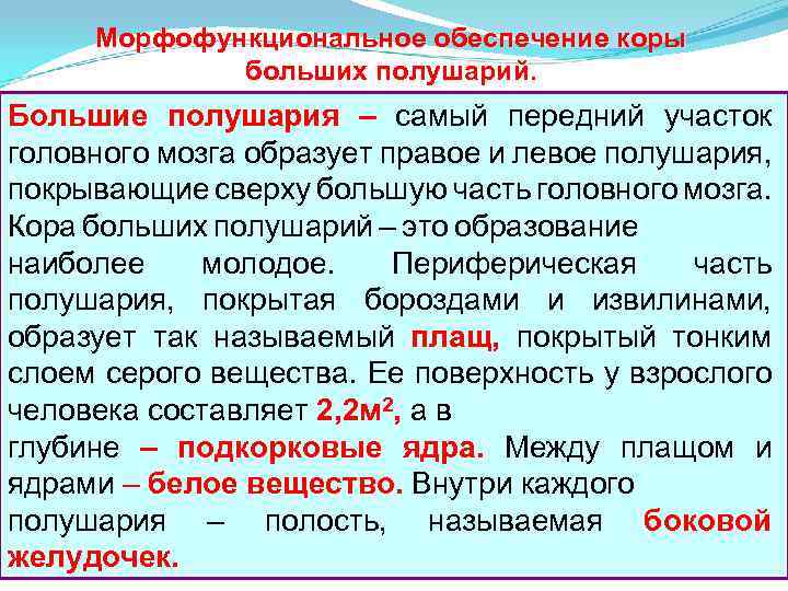 Морфофункциональное обеспечение коры больших полушарий. Большие полушария – самый передний участок головного мозга образует