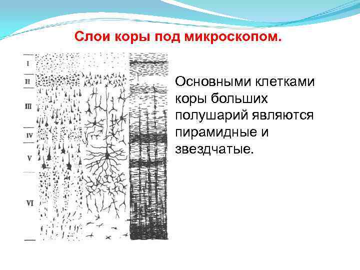 Слои коры под микроскопом. Основными клетками коры больших полушарий являются пирамидные и звездчатые. 