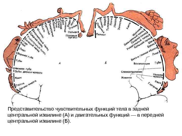 Представительство чувствительных функций тела в задней центральной извилине (А) и двигательных функций — в