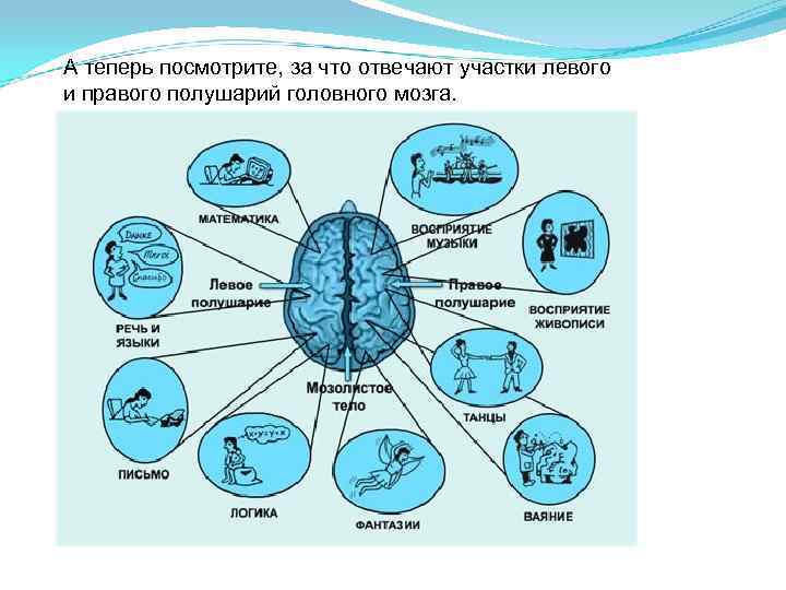 А теперь посмотрите, за что отвечают участки левого и правого полушарий головного мозга. 