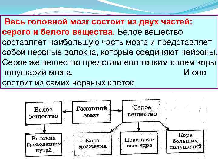 Весь головной мозг состоит из двух частей: серого и белого вещества. Белое вещество составляет