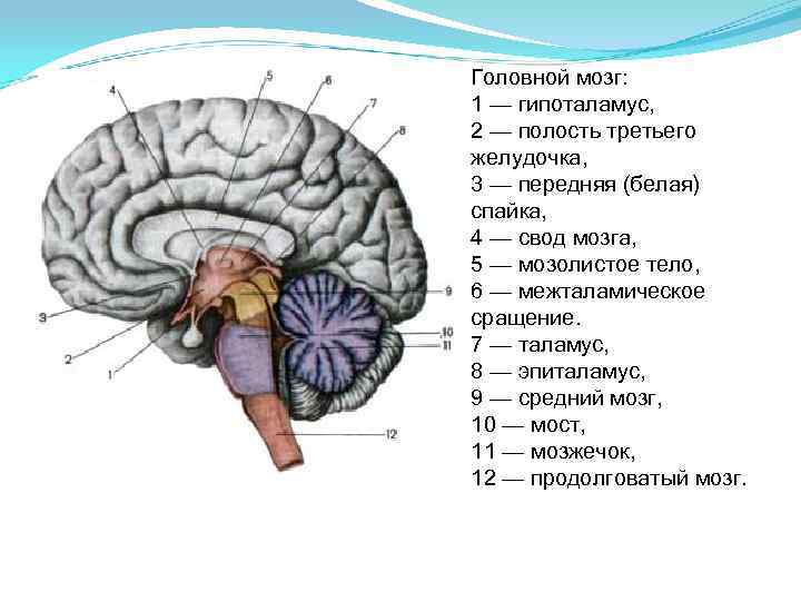 Полости мозга заполнены. Отделы головного мозга анатомия латынь. Промежуточный мозг Сагиттальный разрез головного мозга. Структура головного мозга, желудочки. Головной мозг Сагиттальный разрез атлас.