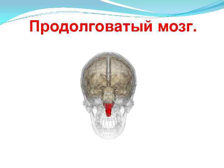 В полости черепа расположен. Продолговатый мозг расположение в черепе. Продолговатый мозг строение на черепе. Череп головной мозг продолговатый мозг расположение. Расположение продолговатого мозга в черепе человека.