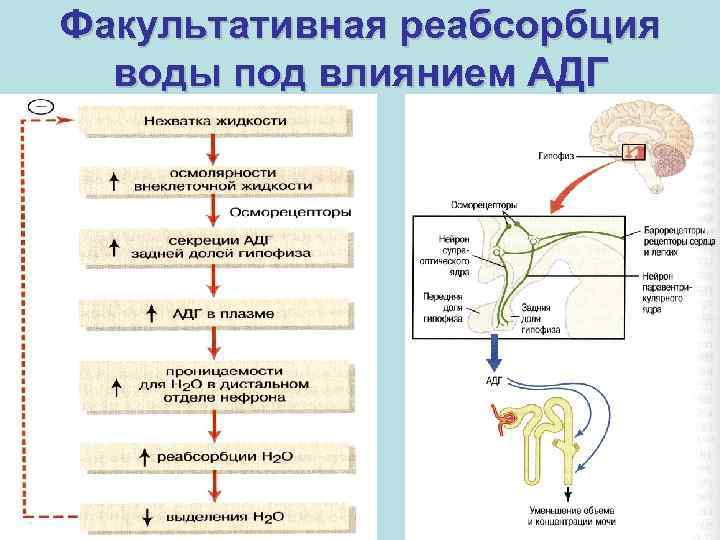 Схема регуляции реабсорбции