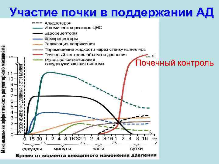 Участие почки в поддержании АД Почечный контроль 
