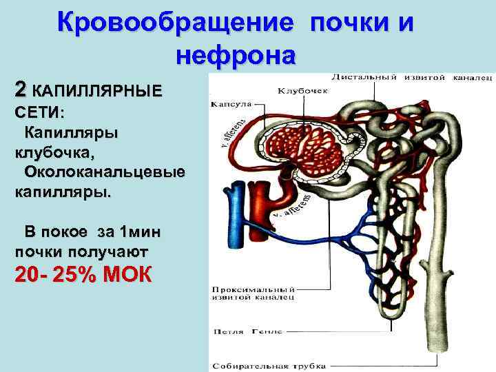 Кровообращение в голове схема