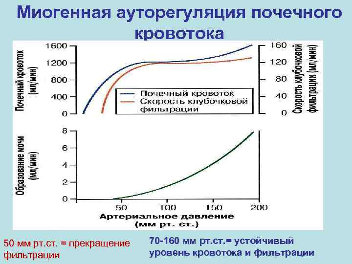 Миогенная ауторегуляция почечного кровотока 50 мм рт. ст. = прекращение фильтрации 70 -160 мм
