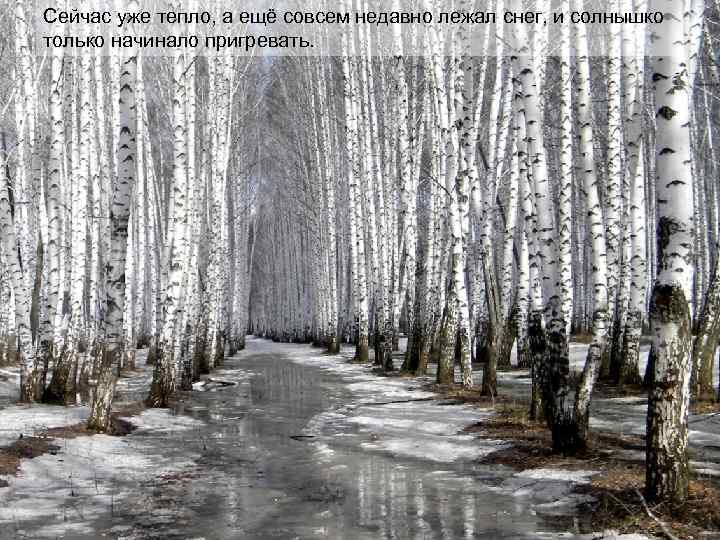 Сейчас уже тепло, а ещё совсем недавно лежал снег, и солнышко только начинало пригревать.