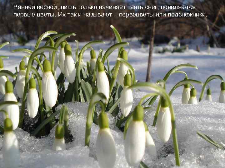 Ранней весной, лишь только начинает таять снег, появляются первые цветы. Их так и называют