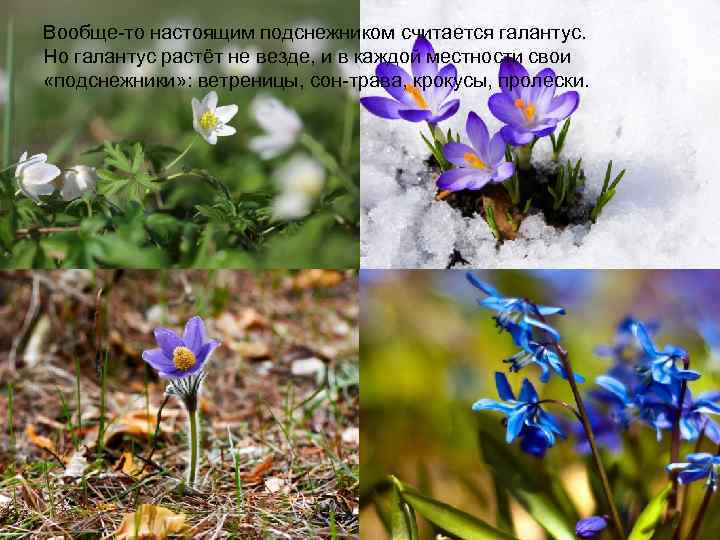 Вообще-то настоящим подснежником считается галантус. Но галантус растёт не везде, и в каждой местности