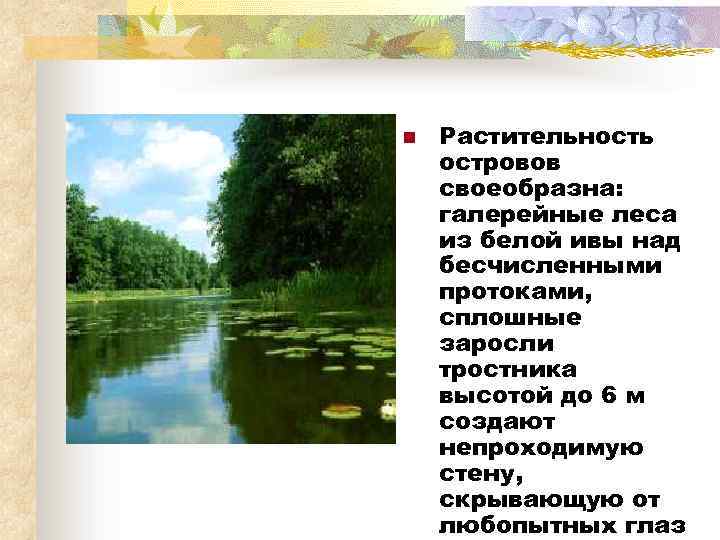 n Растительность островов своеобразна: галерейные леса из белой ивы над бесчисленными протоками, сплошные заросли