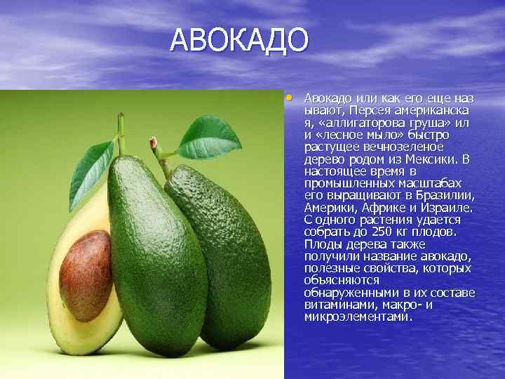 АВОКАДО • Авокадо или как его еще наз ывают, Персея американска я, «аллигаторова груша»