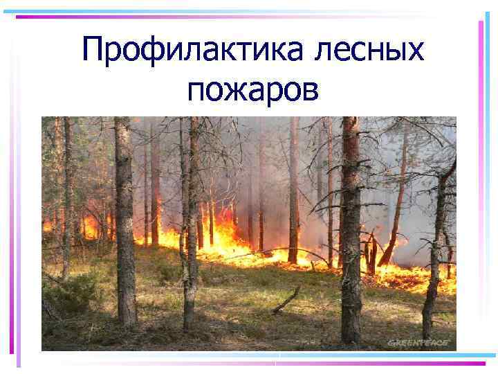 Профилактика лесных пожаров 