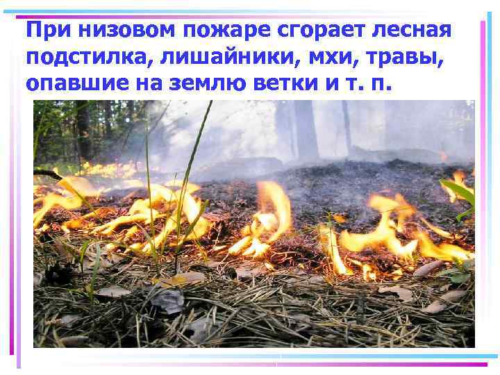 При низовом пожаре сгорает лесная подстилка, лишайники, мхи, травы, опавшие на землю ветки и