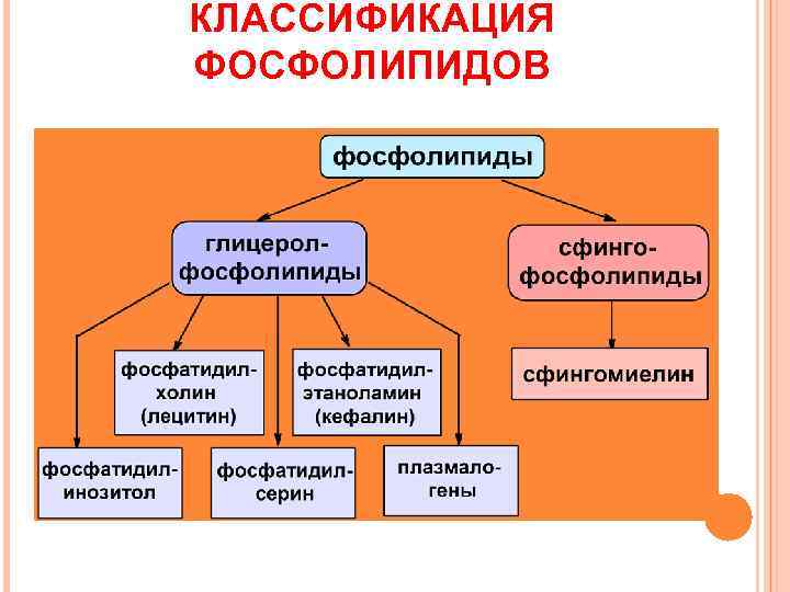 КЛАССИФИКАЦИЯ ФОСФОЛИПИДОВ 