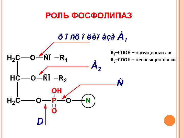 РОЛЬ ФОСФОЛИПАЗ R 1–COOH – насыщенная жк R 2–COOH – ненасыщенная жк 
