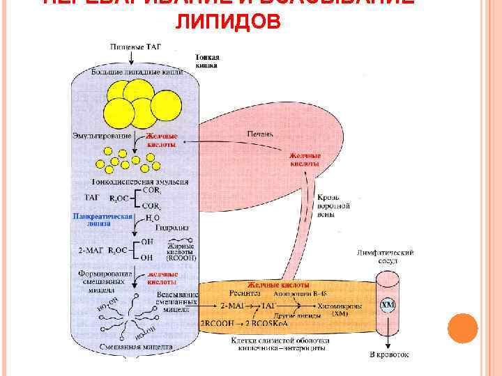ПЕРЕВАРИВАНИЕ И ВСАСЫВАНИЕ ЛИПИДОВ 