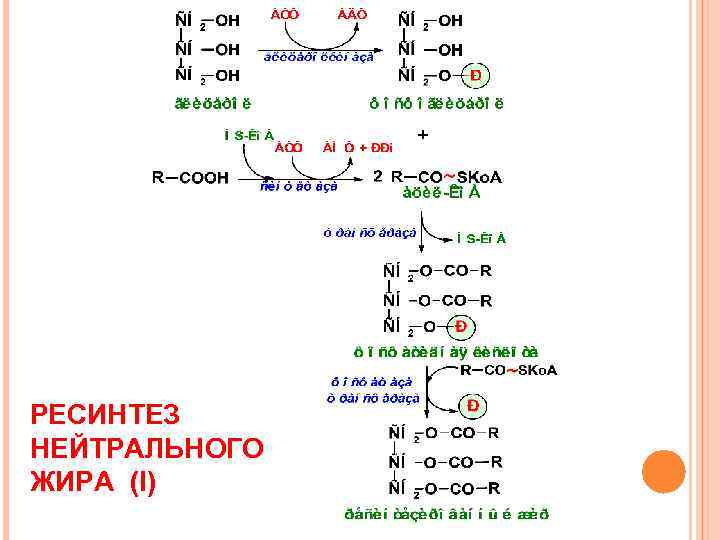 РЕСИНТЕЗ НЕЙТРАЛЬНОГО ЖИРА (I) 