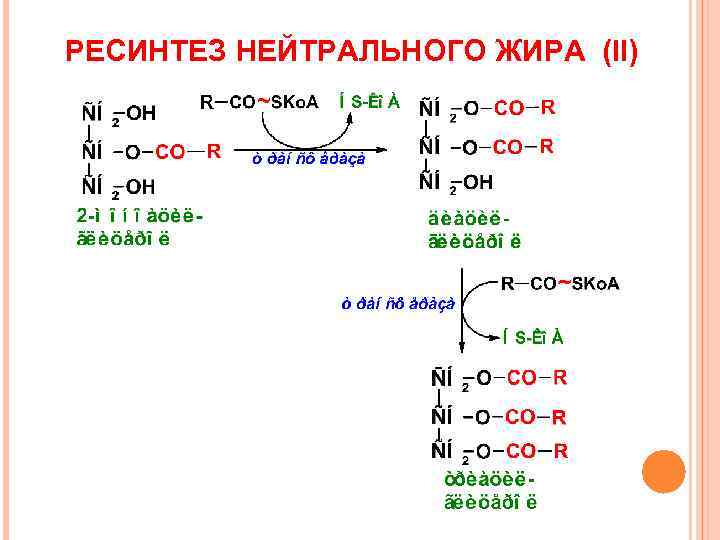 РЕСИНТЕЗ НЕЙТРАЛЬНОГО ЖИРА (II) 