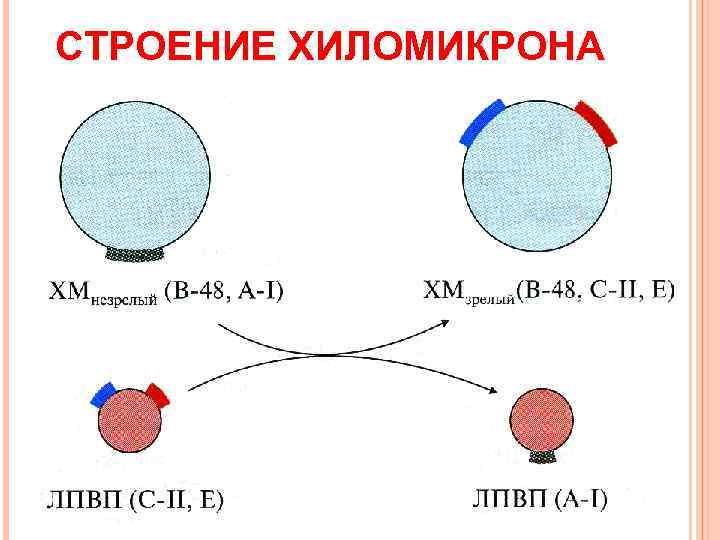 СТРОЕНИЕ ХИЛОМИКРОНА 
