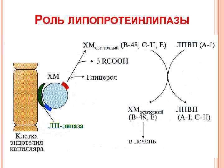 РОЛЬ ЛИПОПРОТЕИНЛИПАЗЫ 