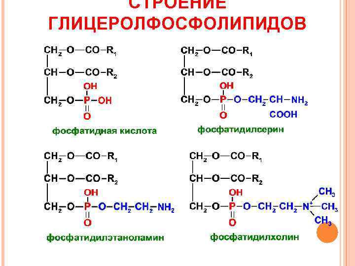 СТРОЕНИЕ ГЛИЦЕРОЛФОСФОЛИПИДОВ 