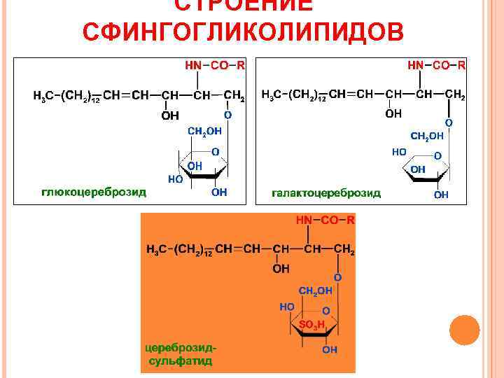 СТРОЕНИЕ СФИНГОГЛИКОЛИПИДОВ 