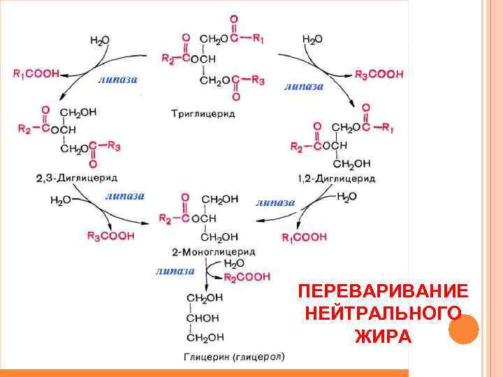 ПЕРЕВАРИВАНИЕ НЕЙТРАЛЬНОГО ЖИРА 