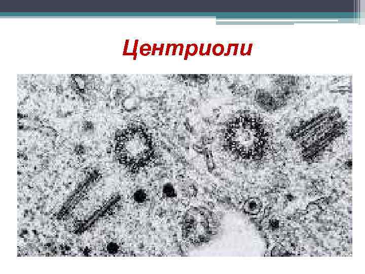 Какова функция органоида электронная микрофотография которого представлена на рисунке