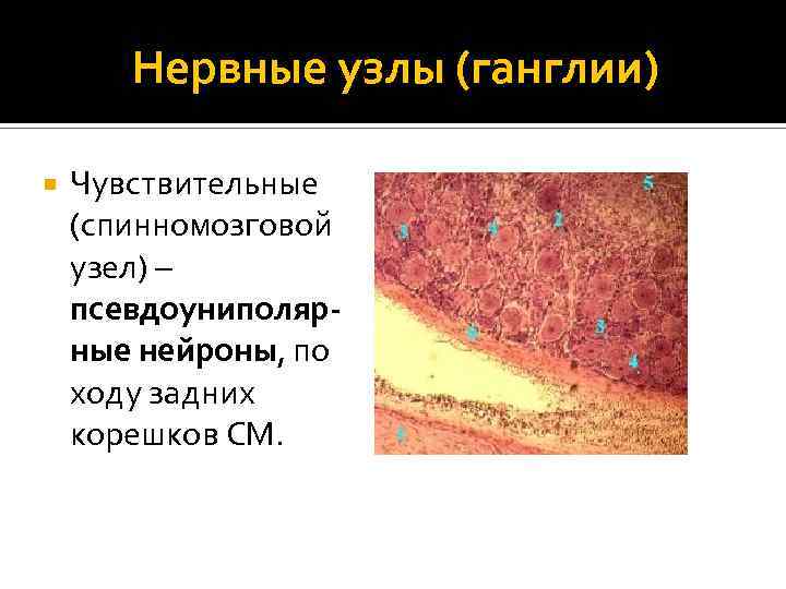 Нервные узлы (ганглии) Чувствительные (спинномозговой узел) – псевдоуниполярные нейроны, по ходу задних корешков СМ.
