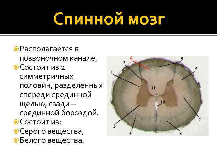 Спинной мозг состоит из