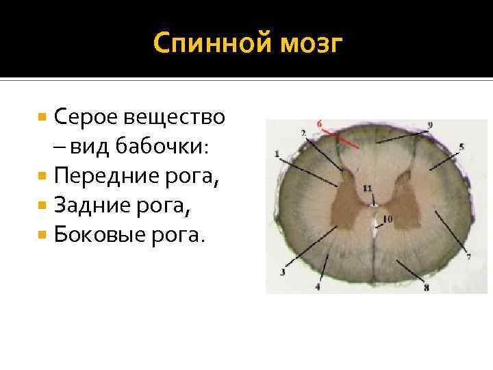 Передние рога мозга. Передние рога серого вещества спинного мозга. Задние рога серого вещества спинного мозга. Спинной мозг бабочка в разрезе. Форма передних Рогов спинного мозга.