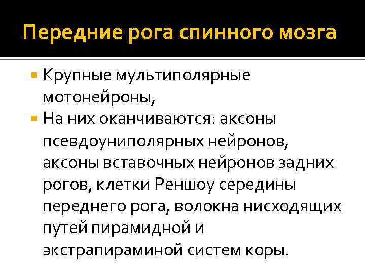 Передние рога спинного мозга Крупные мультиполярные мотонейроны, На них оканчиваются: аксоны псевдоуниполярных нейронов, аксоны