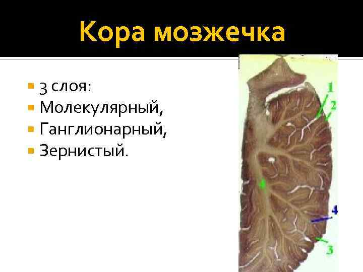 Кора мозжечка 3 слоя: Молекулярный, Ганглионарный, Зернистый. 