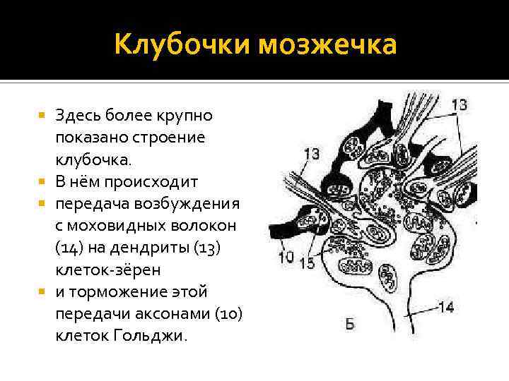 Клубочки мозжечка Здесь более крупно показано строение клубочка. В нём происходит передача возбуждения с