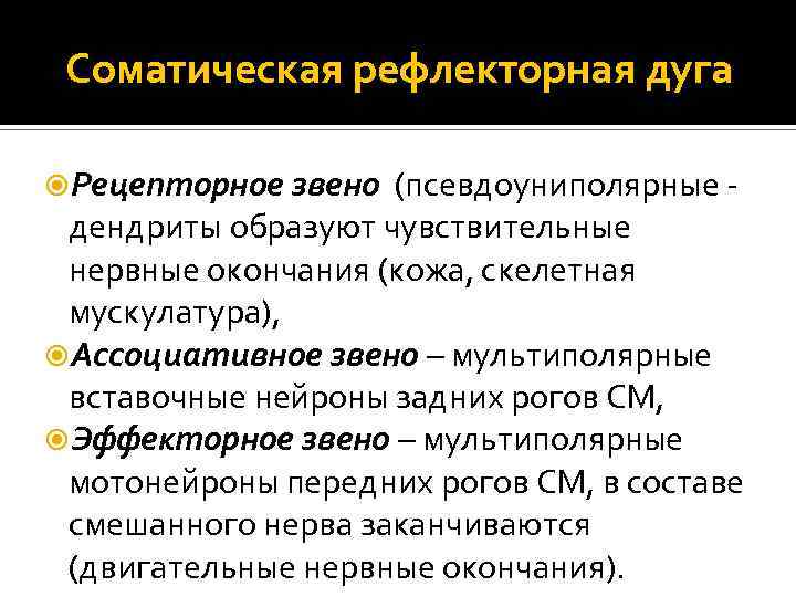 Соматическая рефлекторная дуга Рецепторное звено (псевдоуниполярные - дендриты образуют чувствительные нервные окончания (кожа, скелетная