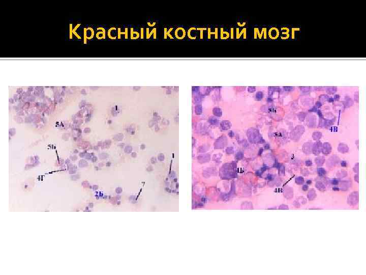 Красный костный мозг 