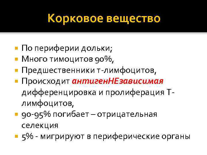 Корковое вещество По периферии дольки; Много тимоцитов 90%, Предшественники т-лимфоцитов, Происходит антиген. НЕзависимая дифференцировка